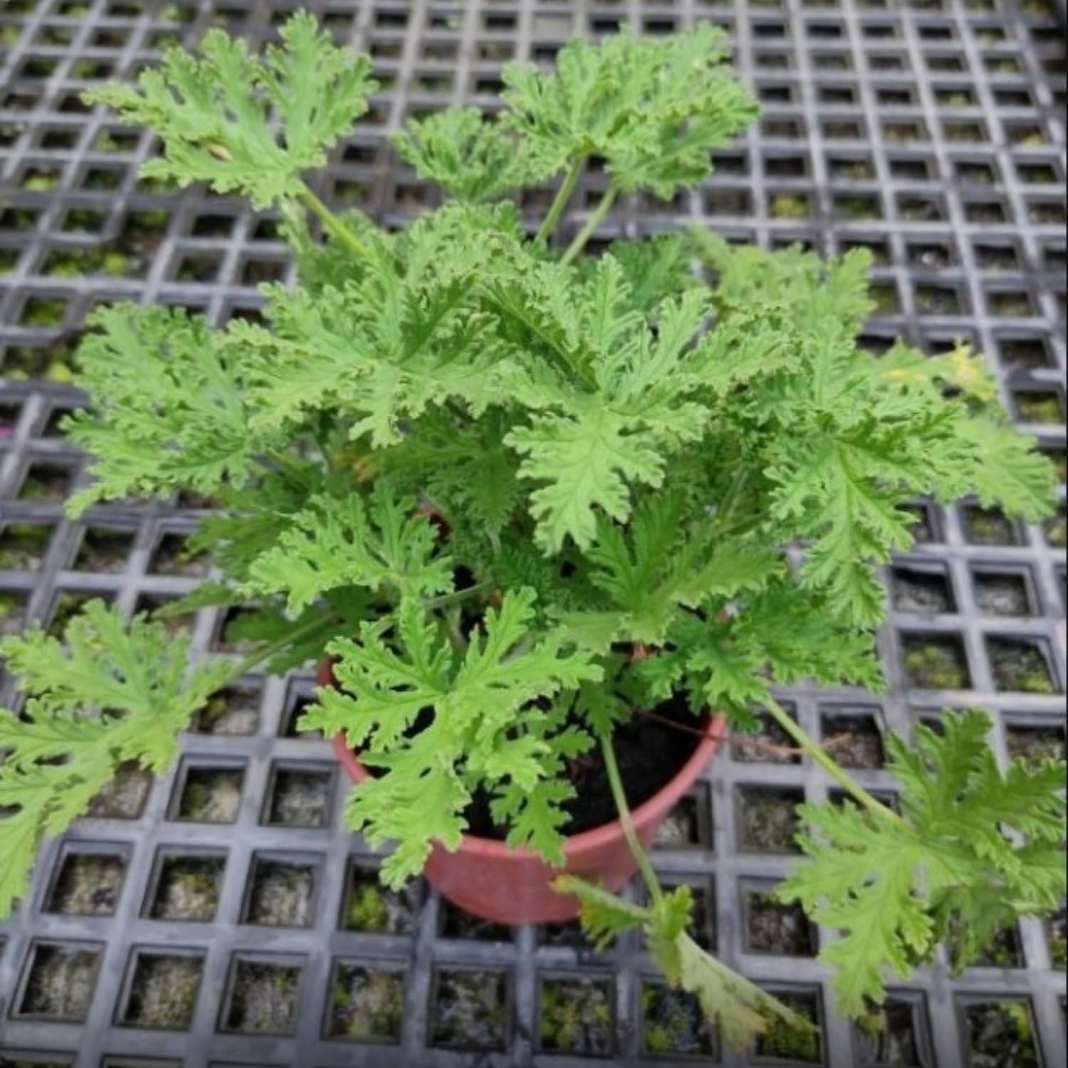 Citronella Plants Live, 5 to 8 Inc Tall, Live Citronella Plants Herb Plant Outdoor Growing