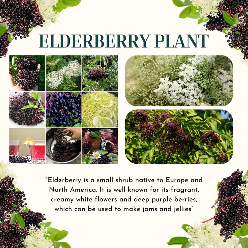 1 Elderberry Bushes Plants Live, No Pot, 6-12" in Tall, Dormant, No Leaf, Cold Hardy for Outdoor Planting
