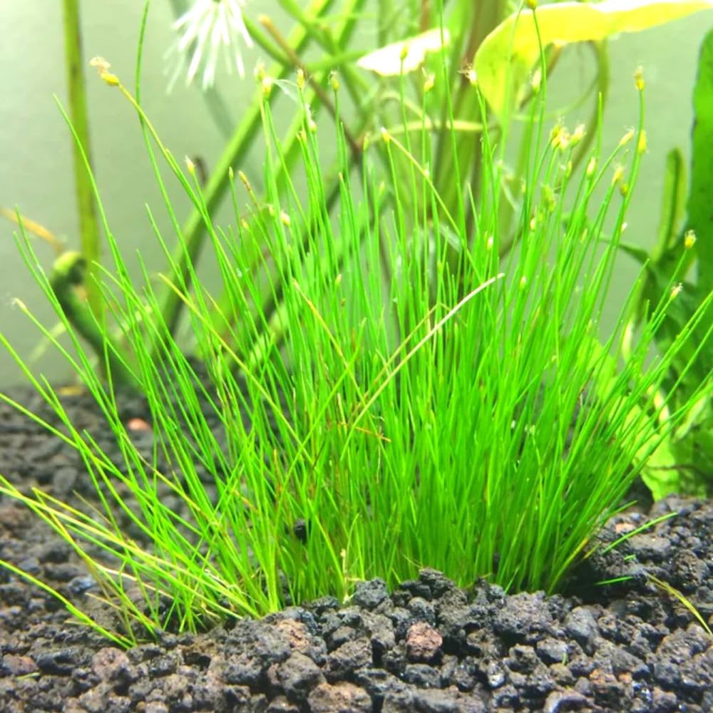 Live Aquarium Plants, 14 Dwarf Hair Grass Plants, Hairgrass Plant Aquarium, 3 to 6 Inc Tall, Live Dwaft Hairgrass Plant, Aquarium Grass Plants Live