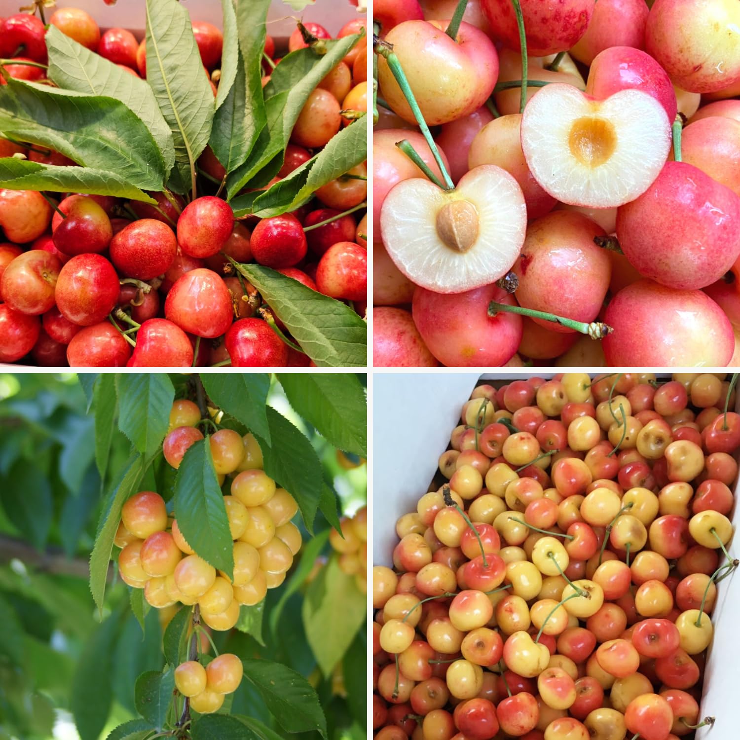 Cherry Tree Live Plant, Cherry Fruit Plant 3-4 Feet Tall in 3 Gallon, Sweet Fruit Tree, Cold Hardy for Outdoor Growing (Rainier Cherry)
