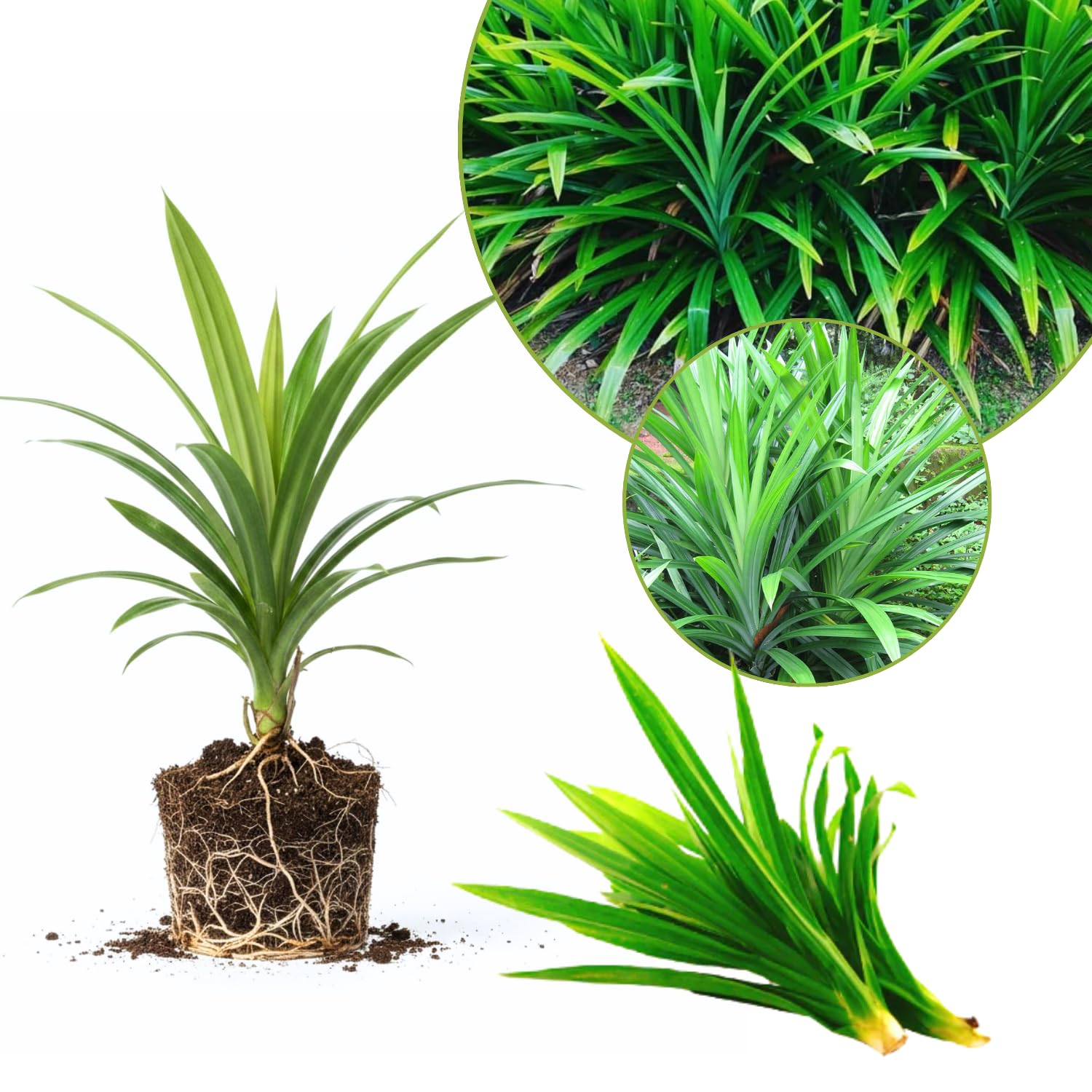1 Live Pandan Plant Well-Rooted, 4-6” Tall for Indoor Outdoor Growing, Pandan Herbs