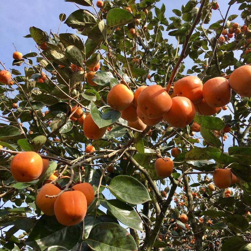 Live Persimmon Fruit Plant 3 to 4ft Tall, Sweet Persimmon Tree in 3 Gallon Pot for Garden No Ship to CA