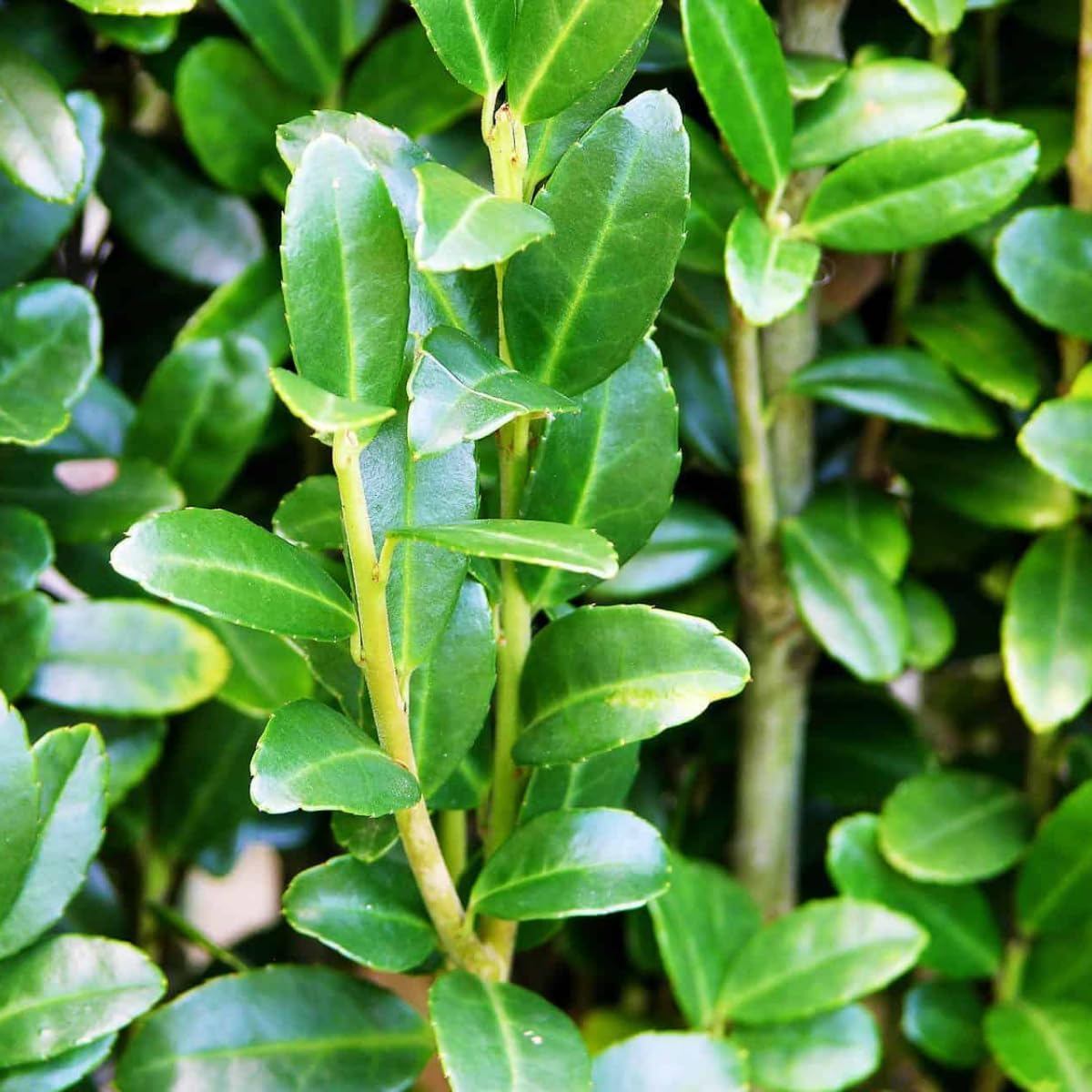 Sky Pencil Holly Tree, Holly Bushes Live Plant, Quart Pot, 6-12 Inch Plants