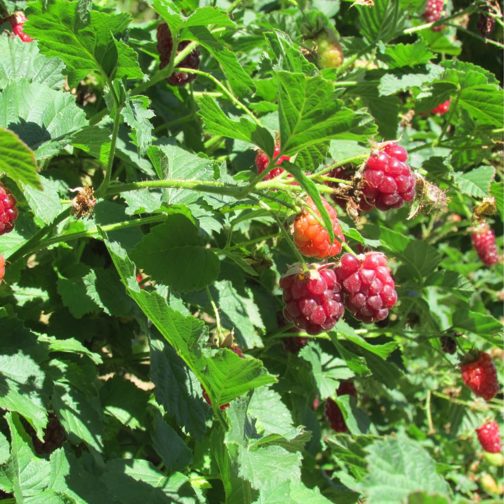 Set 2 Thornless Boysenberry Plants, Boysenberry Plants for Planting, Sweet Berries, 4 to 6 Inches Tall, Indoor Outdoor Growing