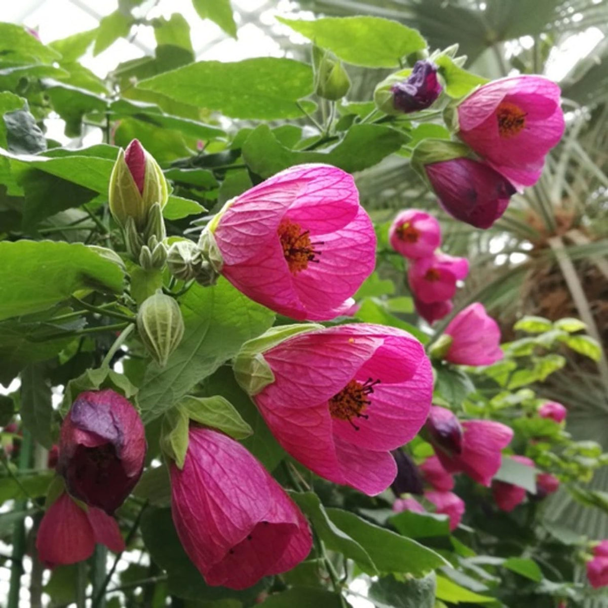 Pink Abutilon Plant Live, 5-9” Tall, Trailing Lantern Abutilon Flower Vine Home Garden