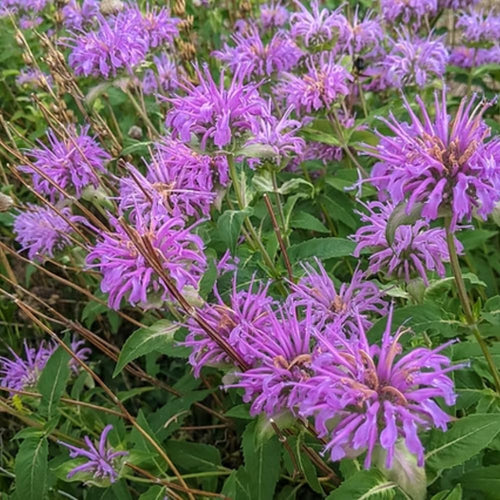 2 Bee Balm Plants Live, Bee Balm Perennial Flowers Well Rooted Plug 3-5" Tall Indoor Outdoor