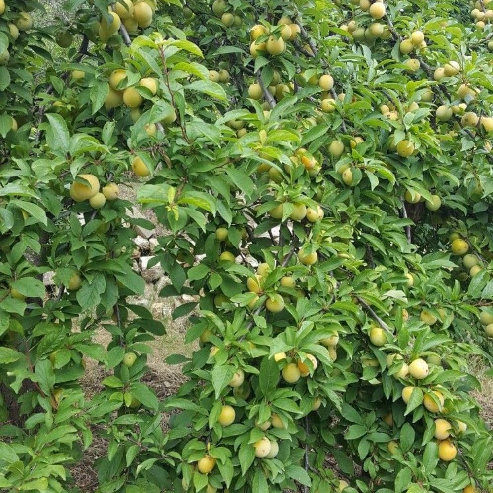 Green Jujube Tree Live Plant 1 to 2 Feet Tall, Jujube Plant 3 Gallon Pot, Green Apples Trees for Planting, No Ship to CA
