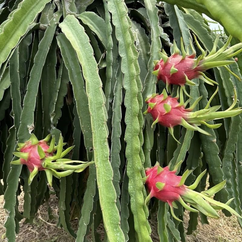 Live Red Dragon Fruit Plant 1 Gallon, Dragon Fruit Tree Plant Live for Home Gardening, Outdoor Plants