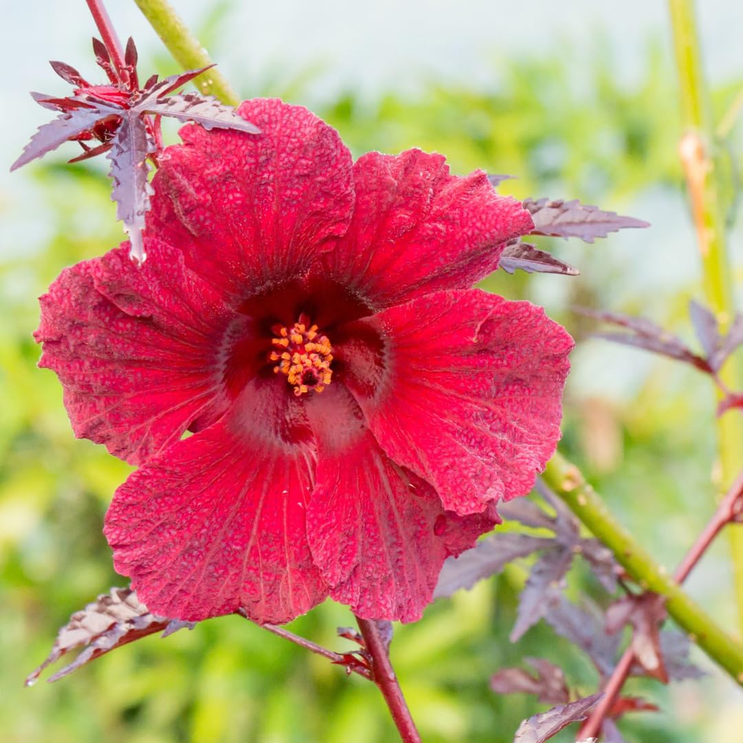 Set of 4 Cranberry Hibiscus Tree Shrub, Hibiscus Live Plant, Winter Hardy, Summer Bloom, 3-8 Inches