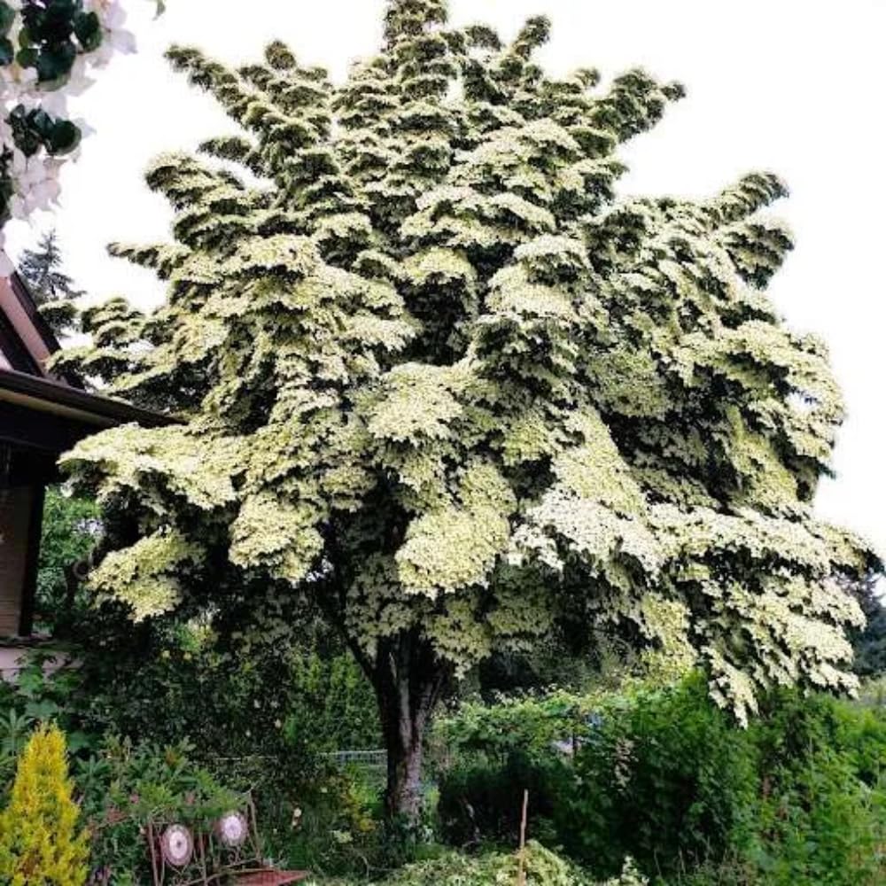 Dogwood Tree Live Plant, Flowering Dogwood Plant Well Rooted in Quart Pot, Dormant Hardy Ornamental Tree (Kousa Dogwood)
