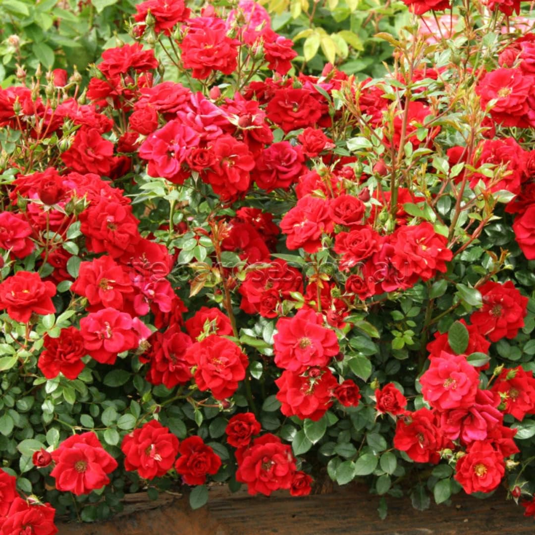 Set 4 Red Mini Roses Bushes Live Plants, Starter Live Rose, Fragrant and Vibrant Color, Zones 5 to 9, Size 5 to 10 Inches Tall