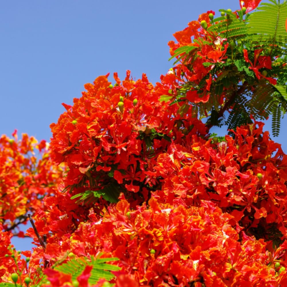 Royal Poinciana Tree Plant Live, 3 Feet Tall, Red Flamboyant Tree in 1 Gal Pot, Stunning Blooming Ornamental Tree, Ideal for Outdoor Gardens, Landscapes, No CA