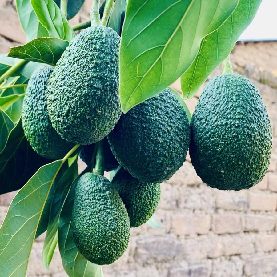 Cold Hardy HASS Avocado Live Plant 1.5-2.5" Tall in 2 Gallon Pot, Avocado Tree Plant, Fruit Plants Outdoor Indoor