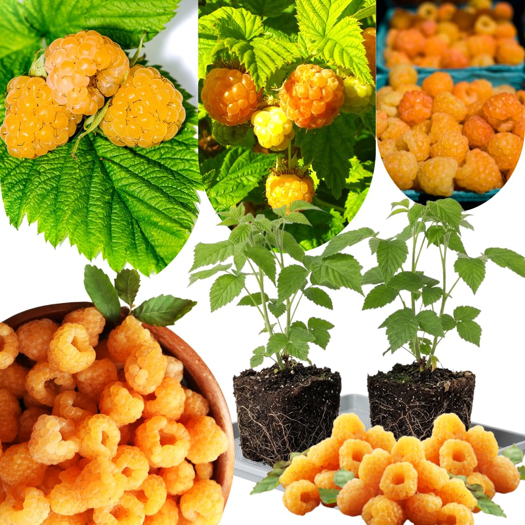 2 Raspberry Plants Live, Fall Gold Raspberry Bush for Planting, 4-7" in Tall, Spring Raspberries Cold Hardy