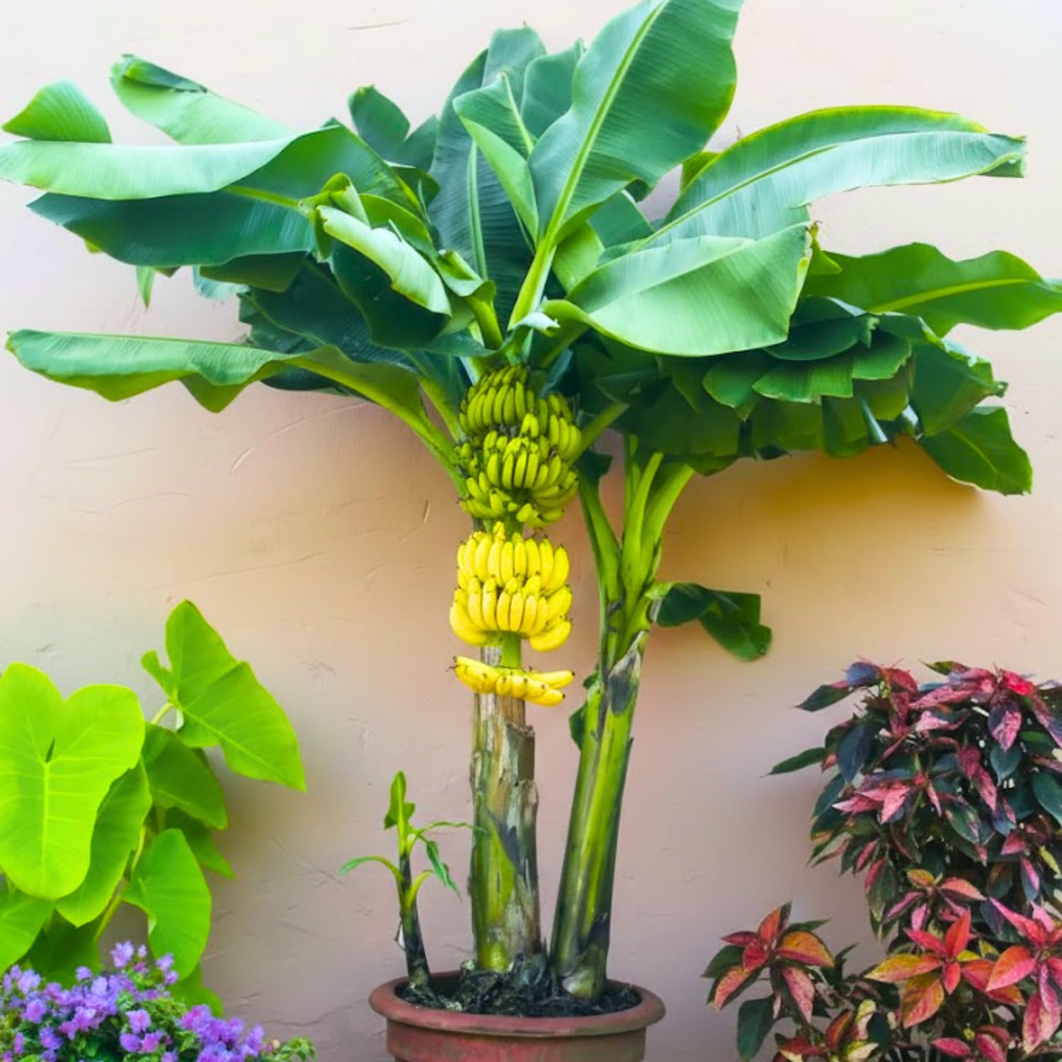 Grand Nain Banana Tree Live Plant, Cold Hardy Banana Plant Live, Tropical Banana Fruit Seedling, Well Rooted 4-8 Inch Tall