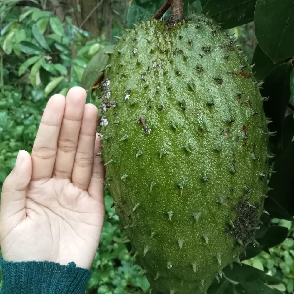 Soursop Tree Live Plant, Annona Muricata, Large Soursop Guanabana Tree in 3 Gallon Pot, 2 to 3 Feet Tall, Sweet Fruit Trees for Edible Garden, No Ship to CA