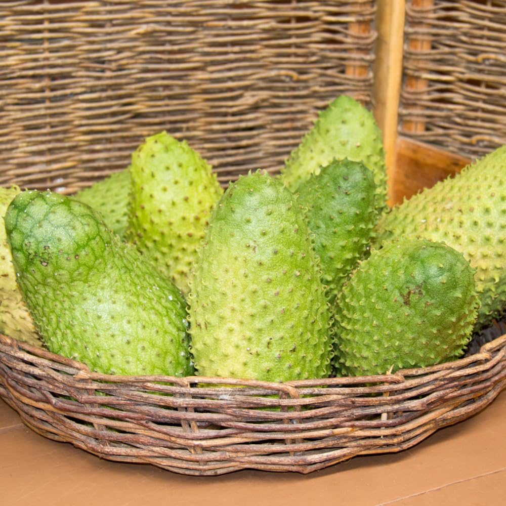 Soursop Tree Live Plant, Annona Muricata, Large Soursop Guanabana Tree in 3 Gallon Pot, 2 to 3 Feet Tall, Sweet Fruit Trees for Edible Garden, No Ship to CA