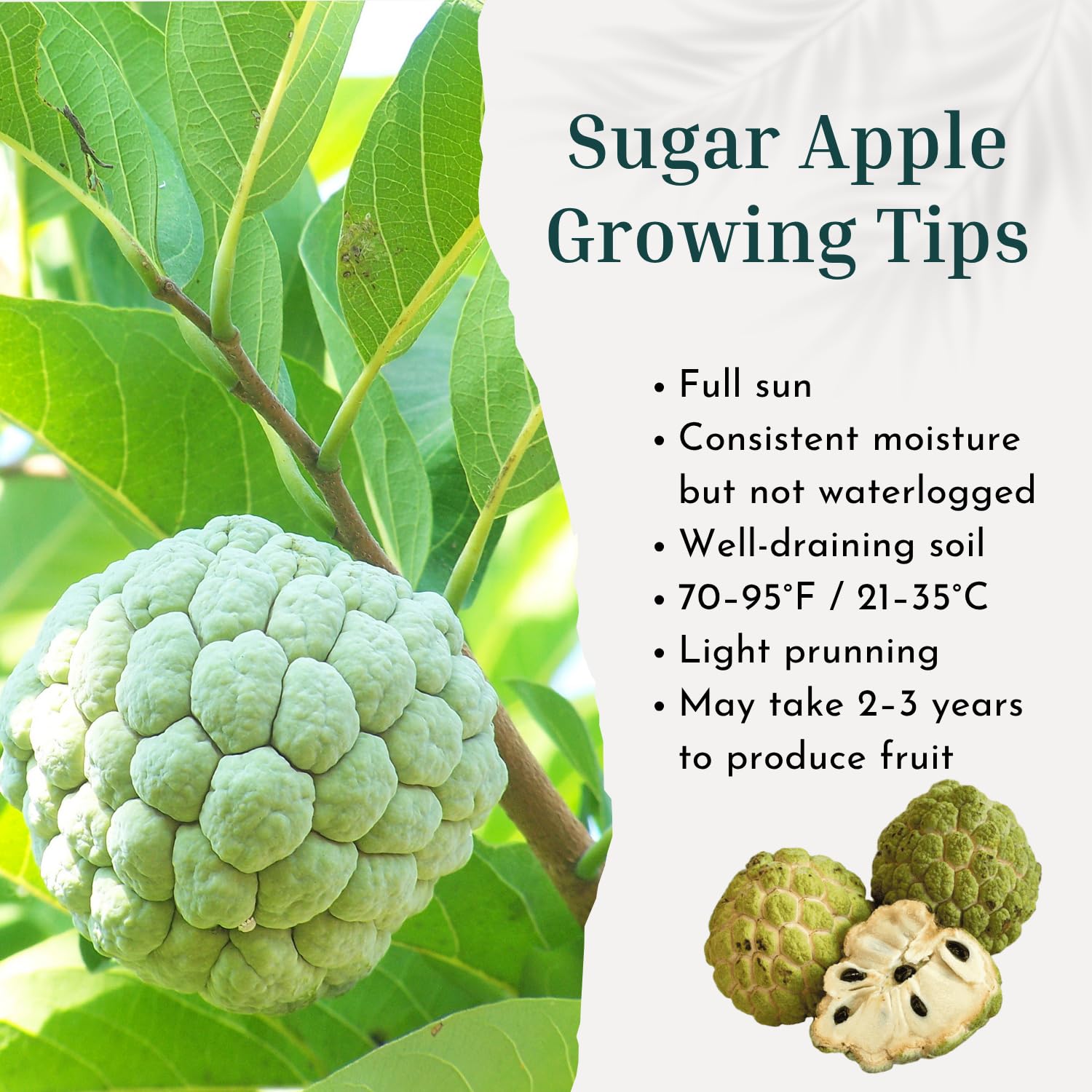 Creamy Sugar Apple Tree Live Plant in Gal Pot, Annona Squamosa Fruit Tree Outdoor Planting 24-30'' Tall, No Ship CA