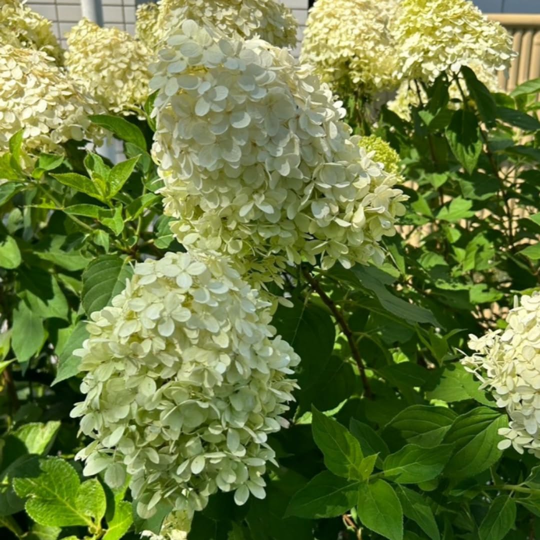 Hydrangea Plant Live, Lime Hydrangea Tree Live Plant for Planting, 5 to 7 Inc Long