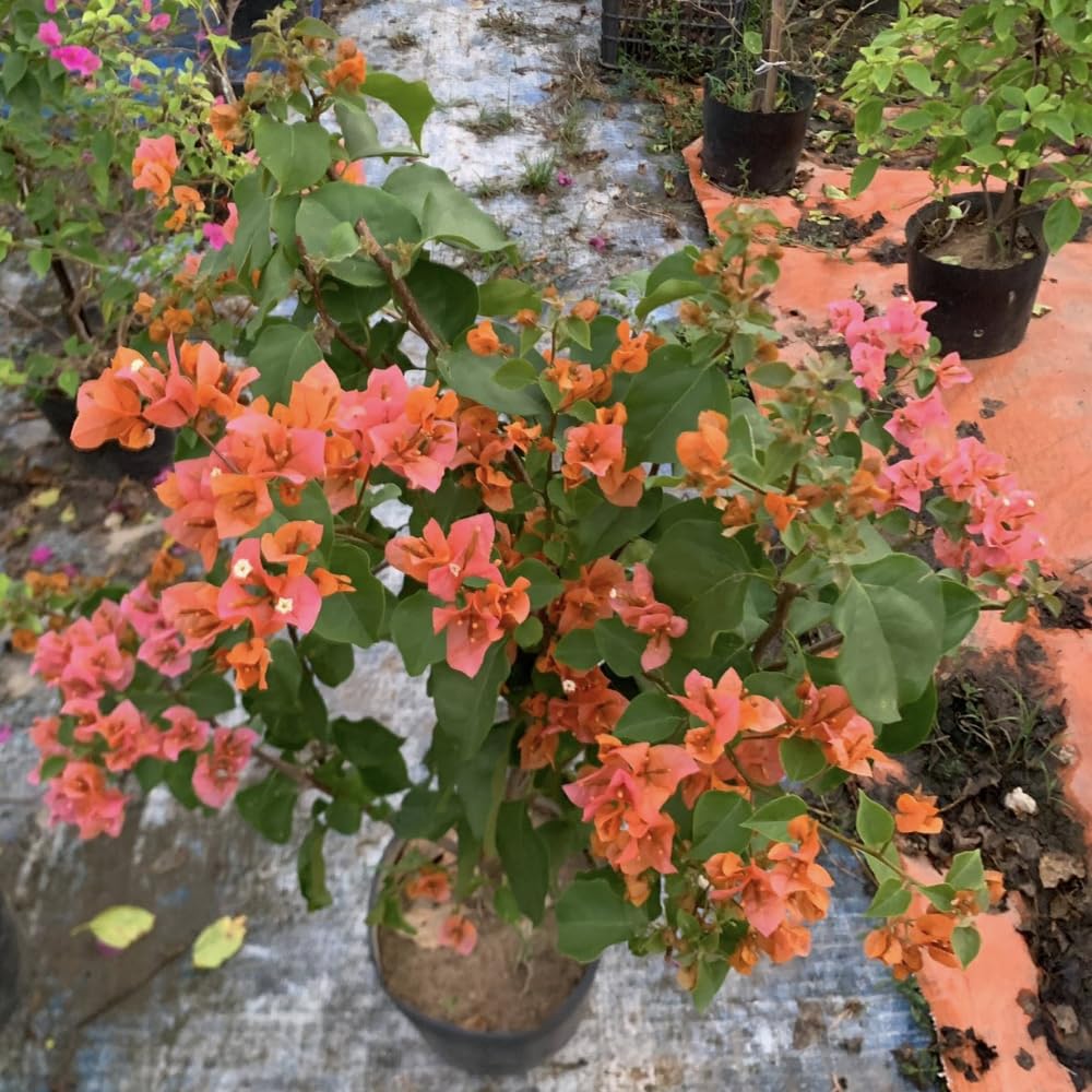 Set of 2 Bougainvillea Plants, Tropical Flowering Bougainvillea, Colorful Perennial Blooms, 5-8 Inches Tall for Indoor or Outdoor Planting (Orange Bougainvillea)