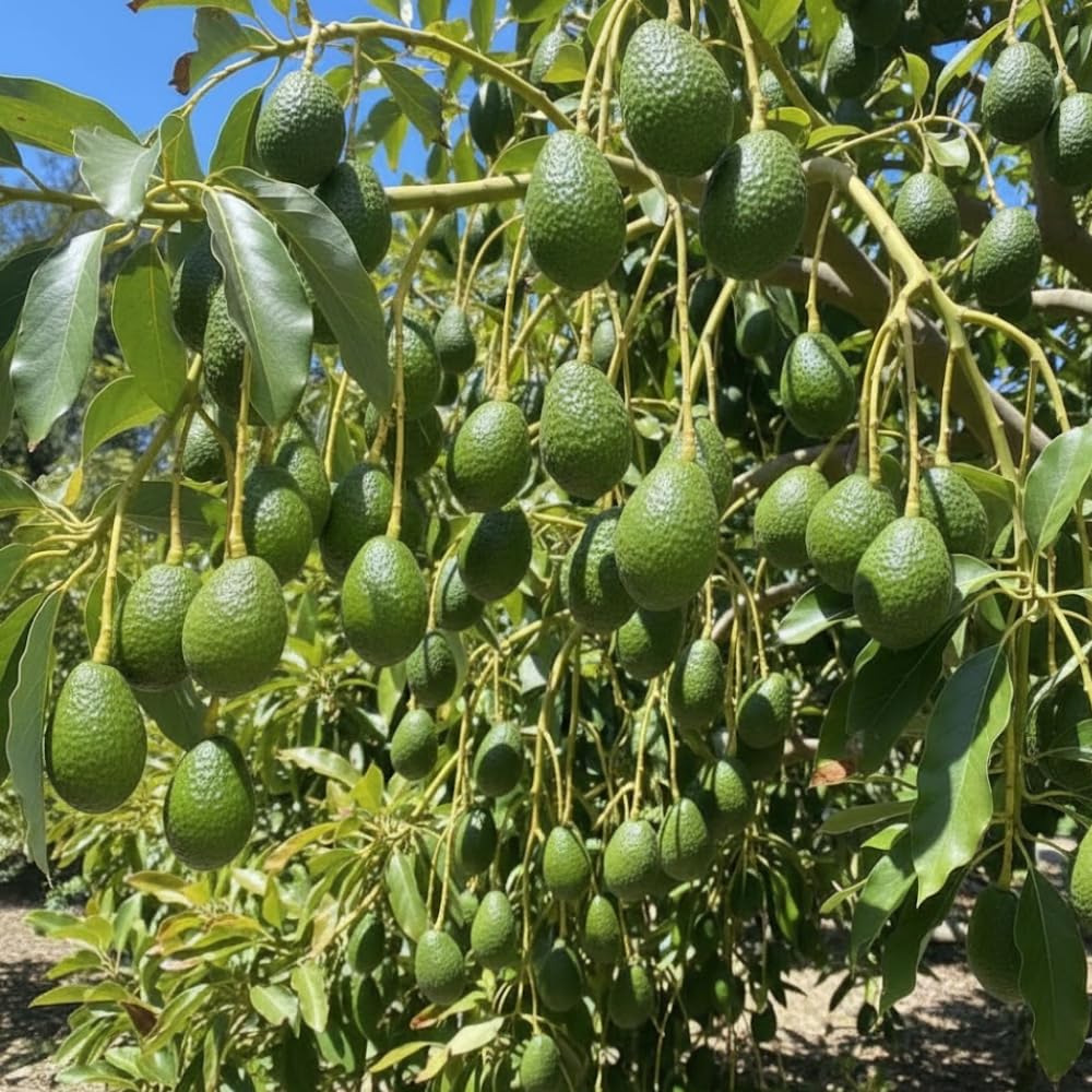 Large HASS Avocado Tree, Avocado Trees Live Plants, 2 Year Olds Avocado Tree, 3 Gallon Pot, 1-2 Feet Tall, Sweet Tropical Fruit for Planting, No Ship to CA