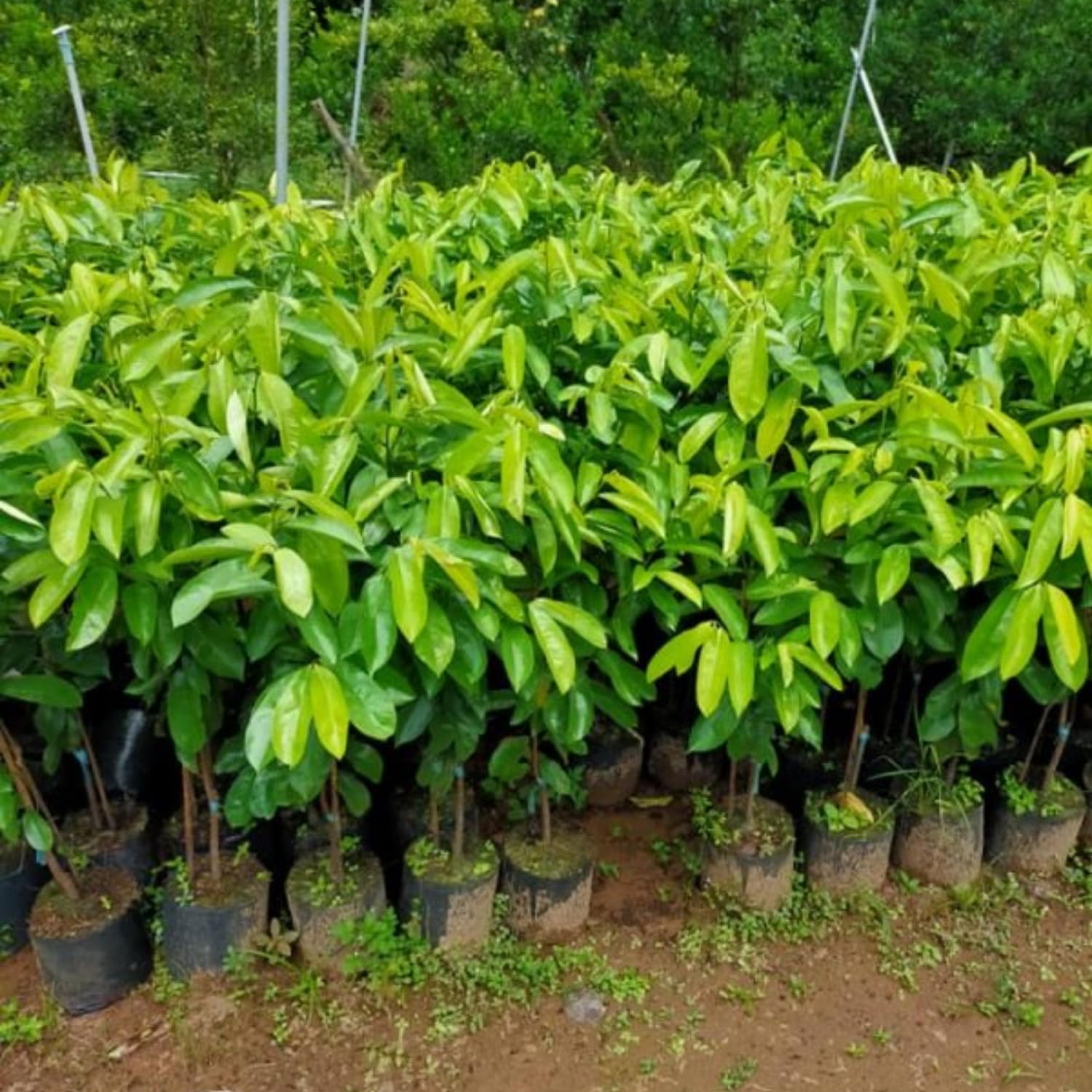 Soursop Tree Live, Guanabana Soursop Fruit Tree in 3 Gallon Pot, Tropical Graviola Fruit Plant for Home Garden