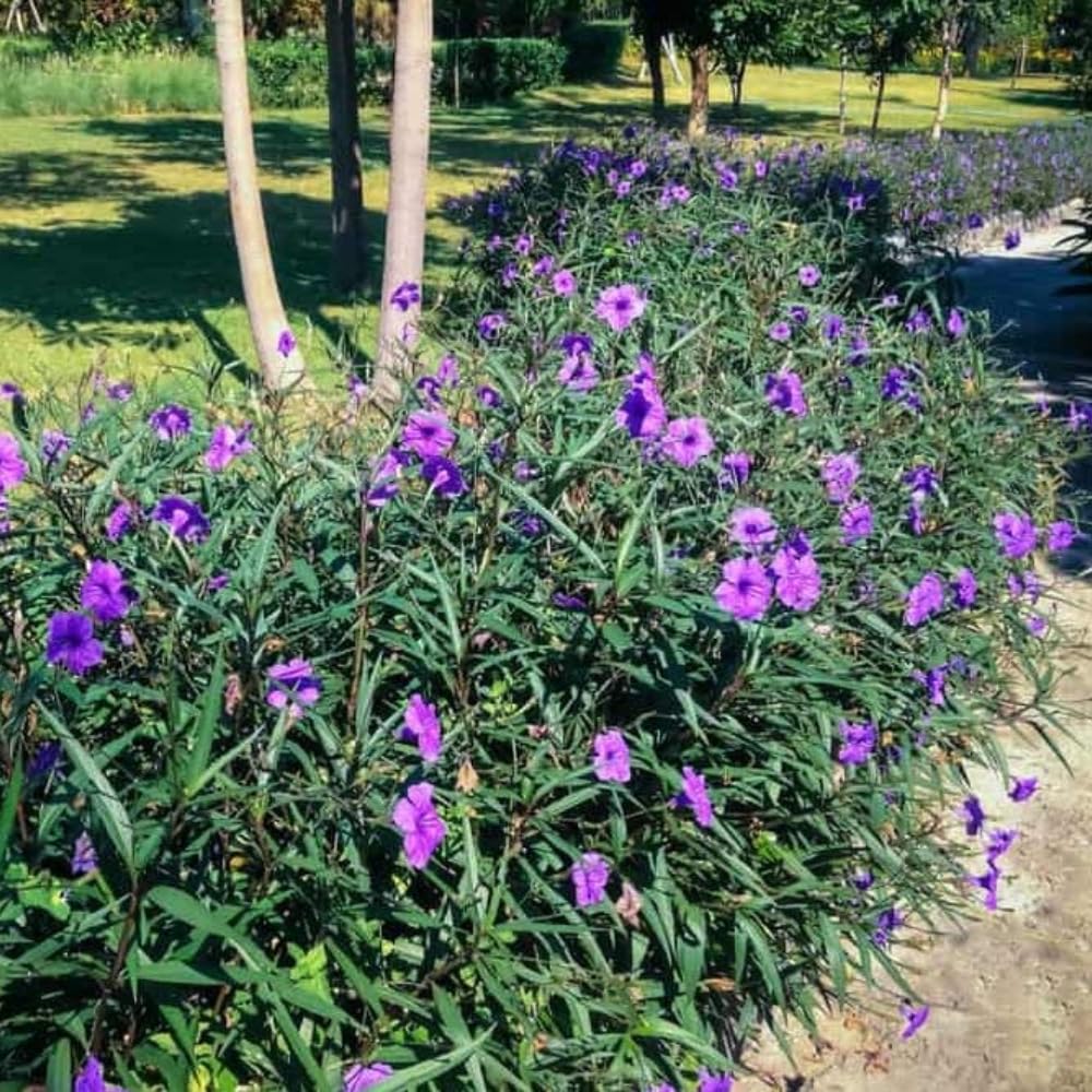 3 Purple Mexican Petunia Live Plants, Pink Petunia Flowers Seedlings, Petunias Live Plants, 4-8" Tall