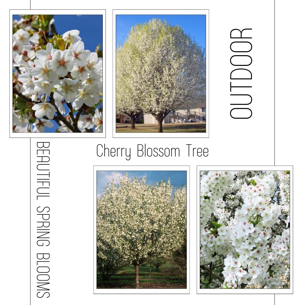 Cherry Blossom Tree Live Plant, 8-12" Tall, Ornamental Flowers for Outdoor Planting, in Pot (Snow Cherry)