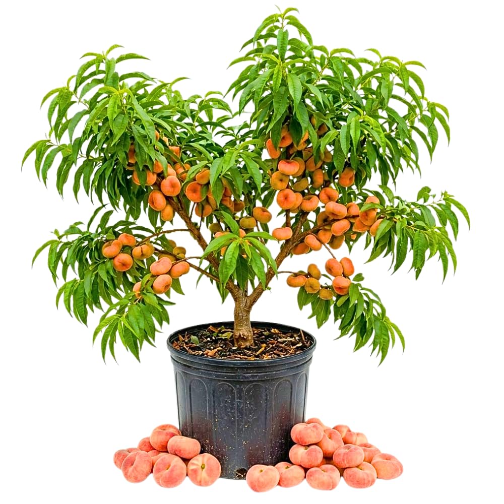 Donut Peach Tree Live Plant, 2 to 3' Tall in 5 Gallon Pot, Peach Fruit Tree, Sweet Fruit for Outdoor Planting, No Ship to CA