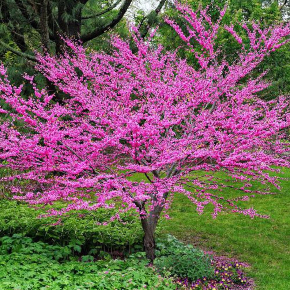 Eastern Redbud Tree Live Plant in Quart Pot, Pink Flowering Ornamental Tree, 8-14" Tall, Hardy Redbud Seedling for Outdoor Landscaping, Winter Dormant