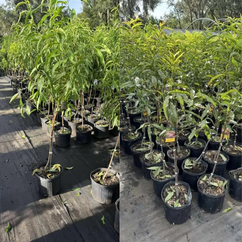 3-4 Ft Donut Peach Tree Grafted Live Plant for Planting in 3 Gallon Pot, Sweet Peach Tree Plant Live Sweet Flavor Peach Plant No CA,