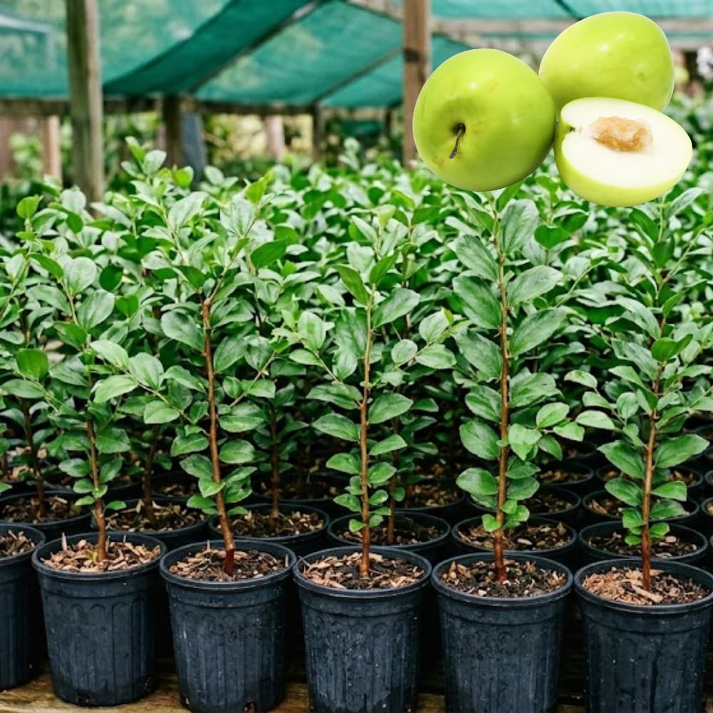 Thai Jujube Tree Live Plant in 3 Gallon Container, Sweet Apple Date Tree, 1 Feet Tall, Hardy and Perennial, No Ship to CA