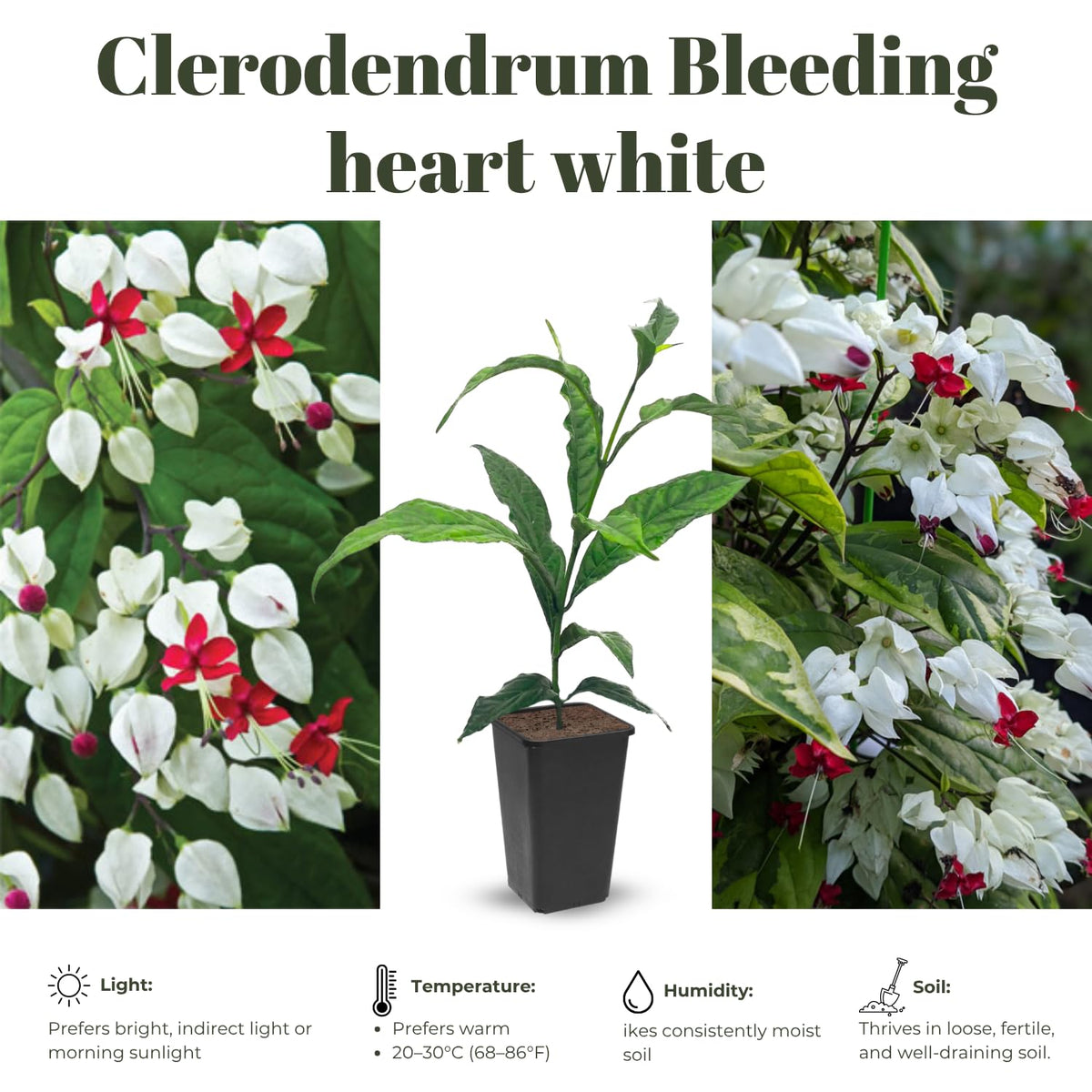 4 Mixed Bleeding Heart Vines Plants Live, Red and White Color, Starter Size 4-6" in Tall, Indoor Outdoor Growing Clerodendrum Fragrant Tree