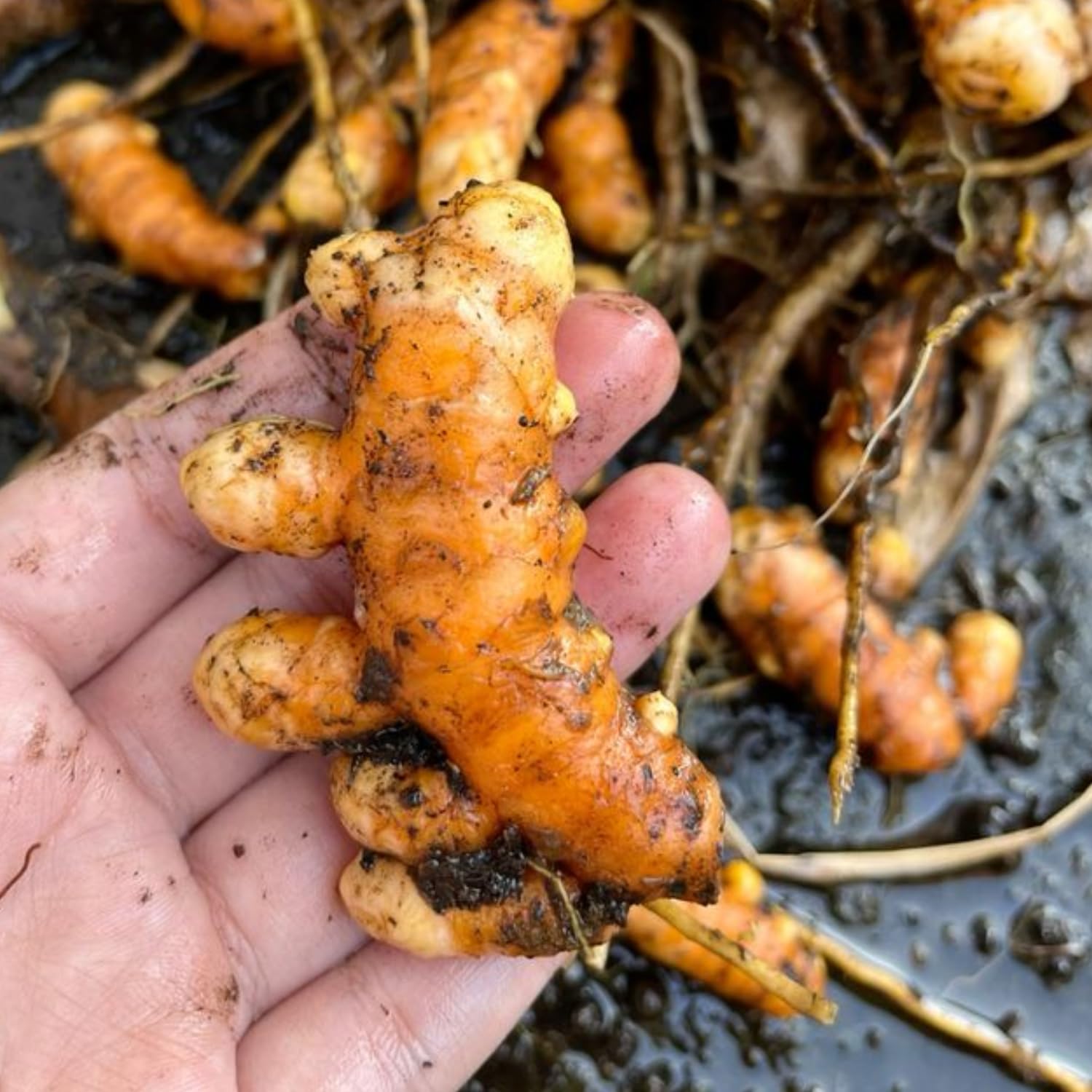 2 Yellow Turmeric Live Plants, 4-8" Tall Turmeric Plants Live for Planting Garden, Containers, Well Rooted Starter Plants
