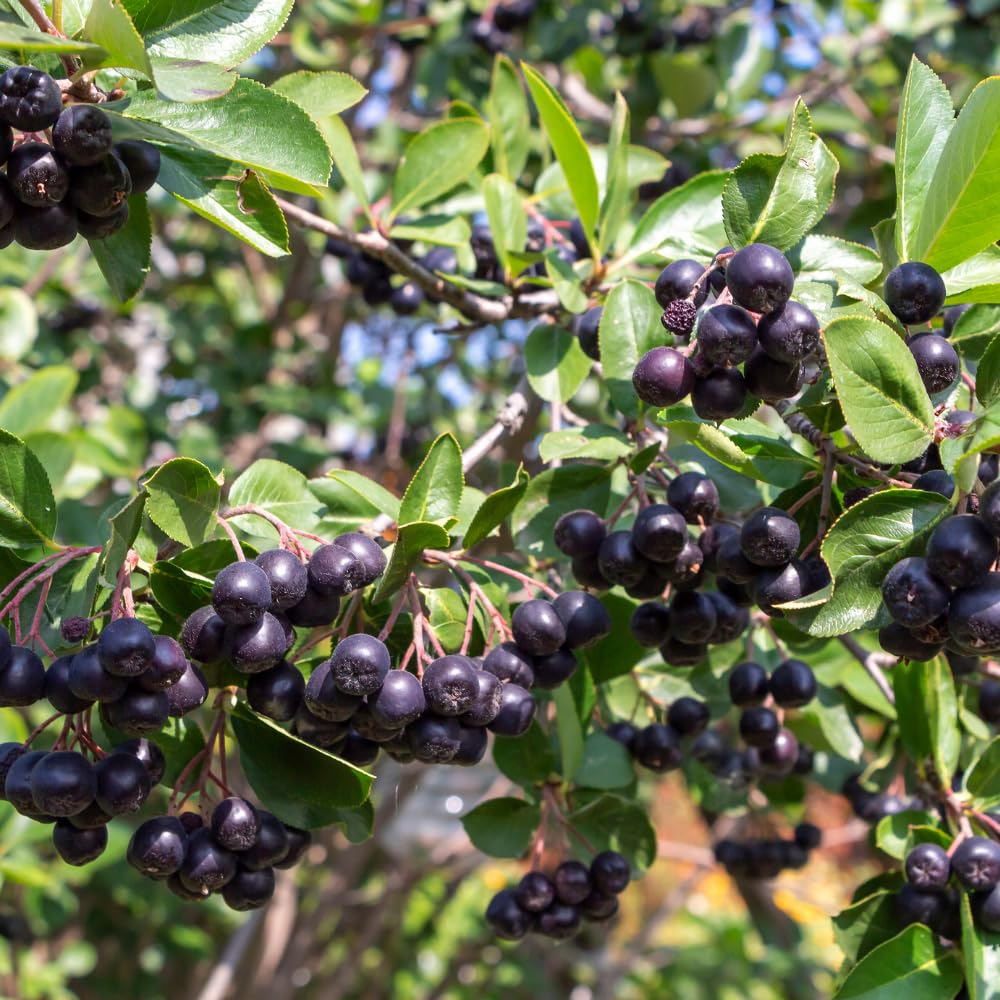 Chokeberry Bare Root Plant, Black Chokeberry Tree, 16 Inches Tall, 2–3 Year Old Fruit Bush, Hardy Shrubs for Outdoor Growing