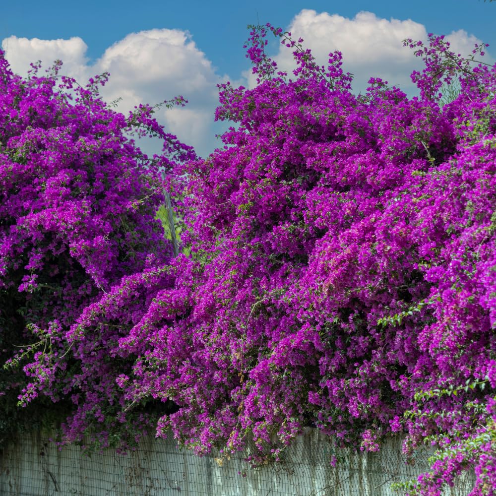 2 Bougainvillea Plants Live, Bougainvillea Flower Vine Plant, Indoor Outdoor Garden 4-7 Inches (Purple)