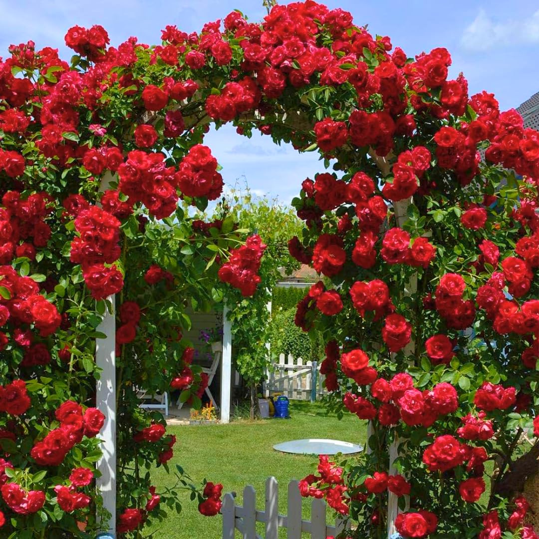 Sets 2 Red Don Juan Climbing Rose Plants Live, 4-8" in Tall, No Pot Red Rose Bushes, Spring Fragrant Flowering Roses for Trellises, Fences, Arbors