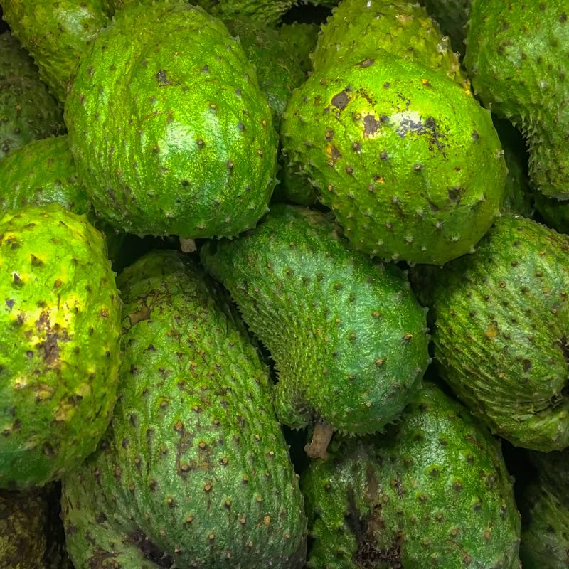 Soursop Tree, Soursop Live Plant, Sweet Fruit Tree Live Plant, 24 to 30 Inches Tall in 1 Gallon Pot for Growing, No Ship to CA