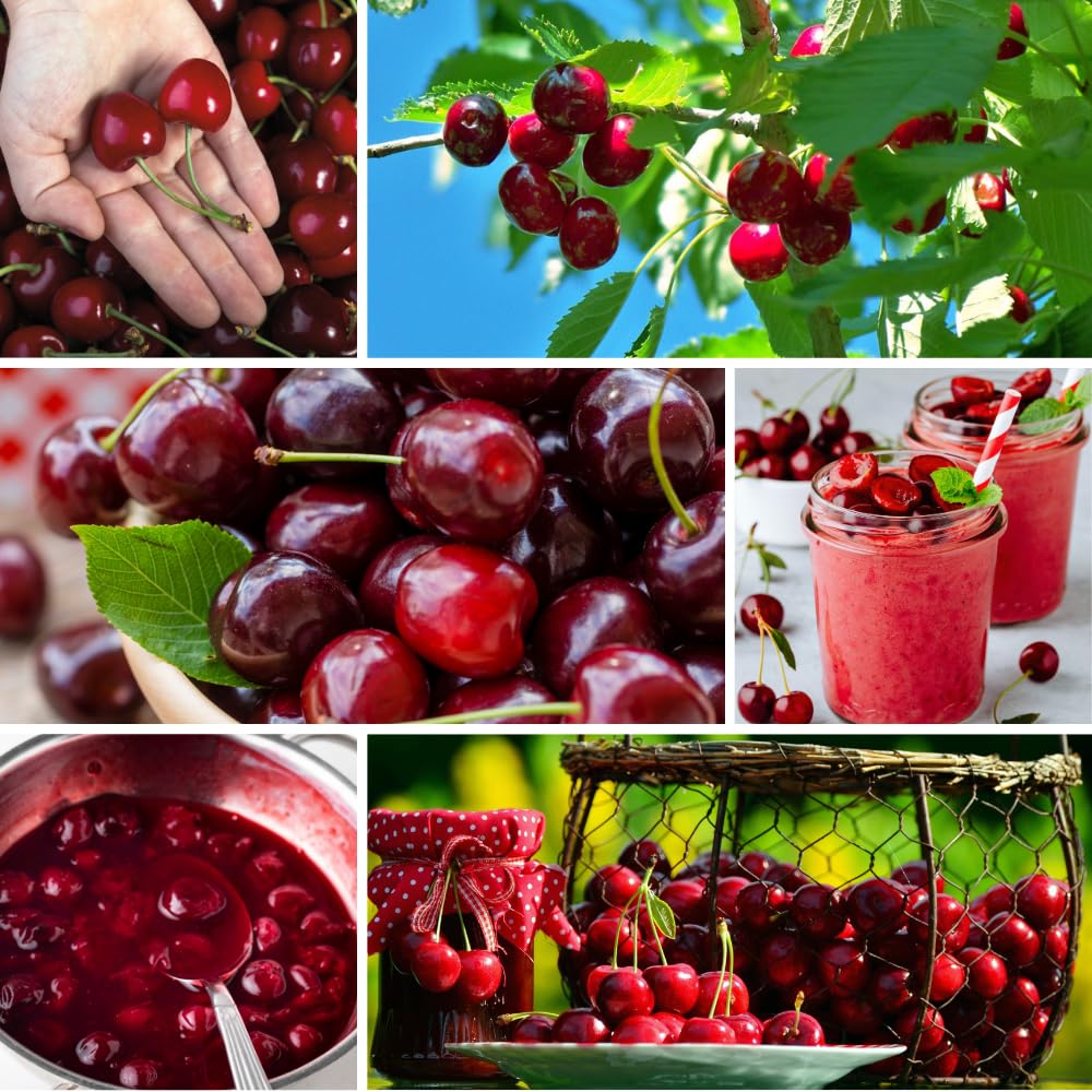 Cherry Trees Live Plants, Cold Hardy and Sweet Cherry Tree in 3 Gallon Pot, 2 to 3 Feet Tall, Cherries Fruit Plant for Outdoor Garden, No Ship to CA (Deep Red)