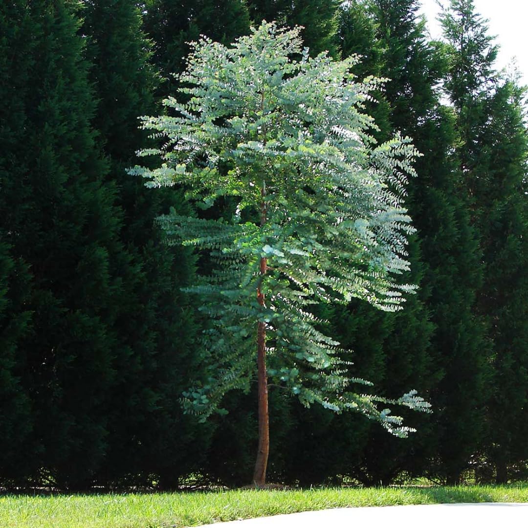 Set of 3 Silver Dollar Eucalyptus Trees Live Plants Bushes for Containers and Landscapes, Easy-Care, Starter Size, 3.5 to 6 Inc Tall, No Pot, Fragrant, Cold Hardy