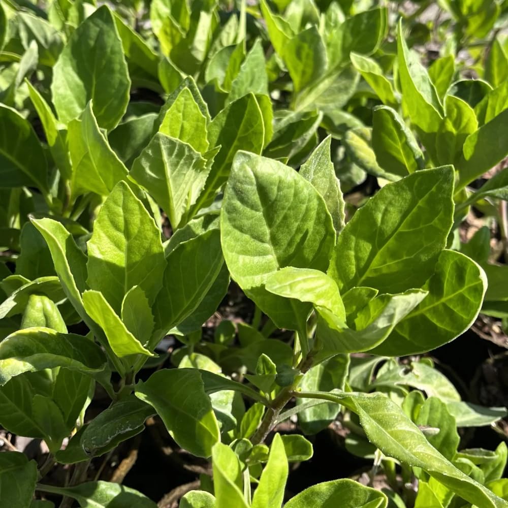 2 Longevity Spinach Plants, Live Spinach Herb Plants, 4-6 Inches