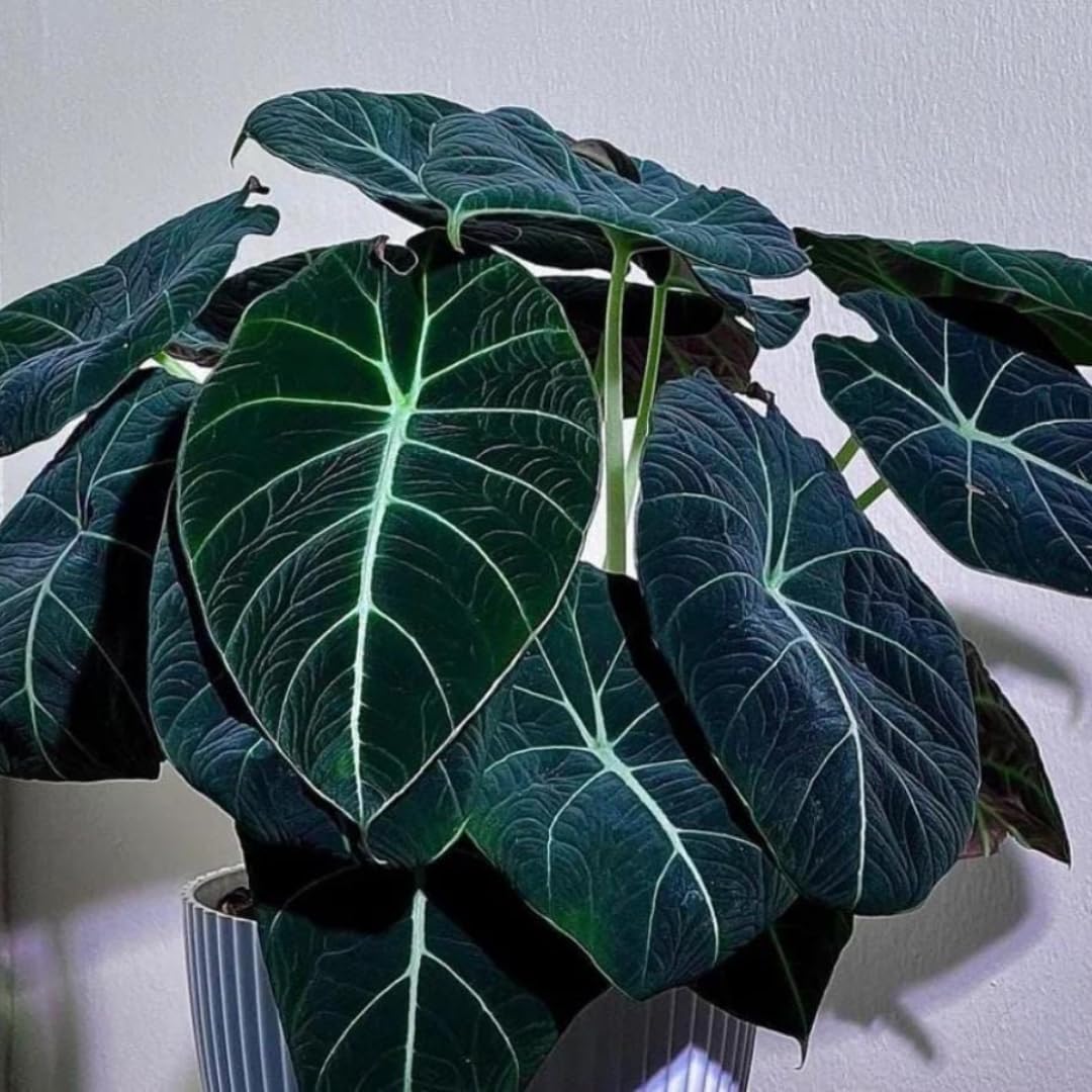Black Velvet Alocasia Live Plant, 4 to 7 Inc Tall, Alocasia House Plant for Growing Indoor Outdoor
