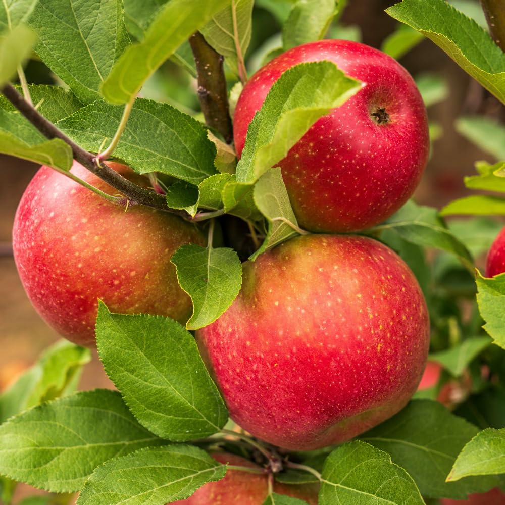 Red Delicious Apple Trees Live Plants, Apple Tree, Well Rooted, 3 Feet, 3 Gallon Pot, Sweet Fruit Tree for Edible Garden, No Ship to CA