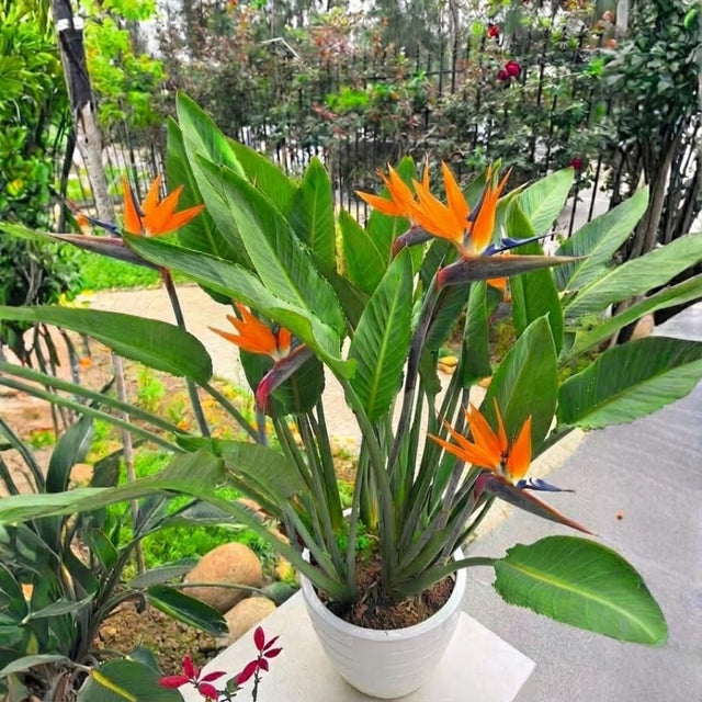 On Sale Collection - Verdure Lab