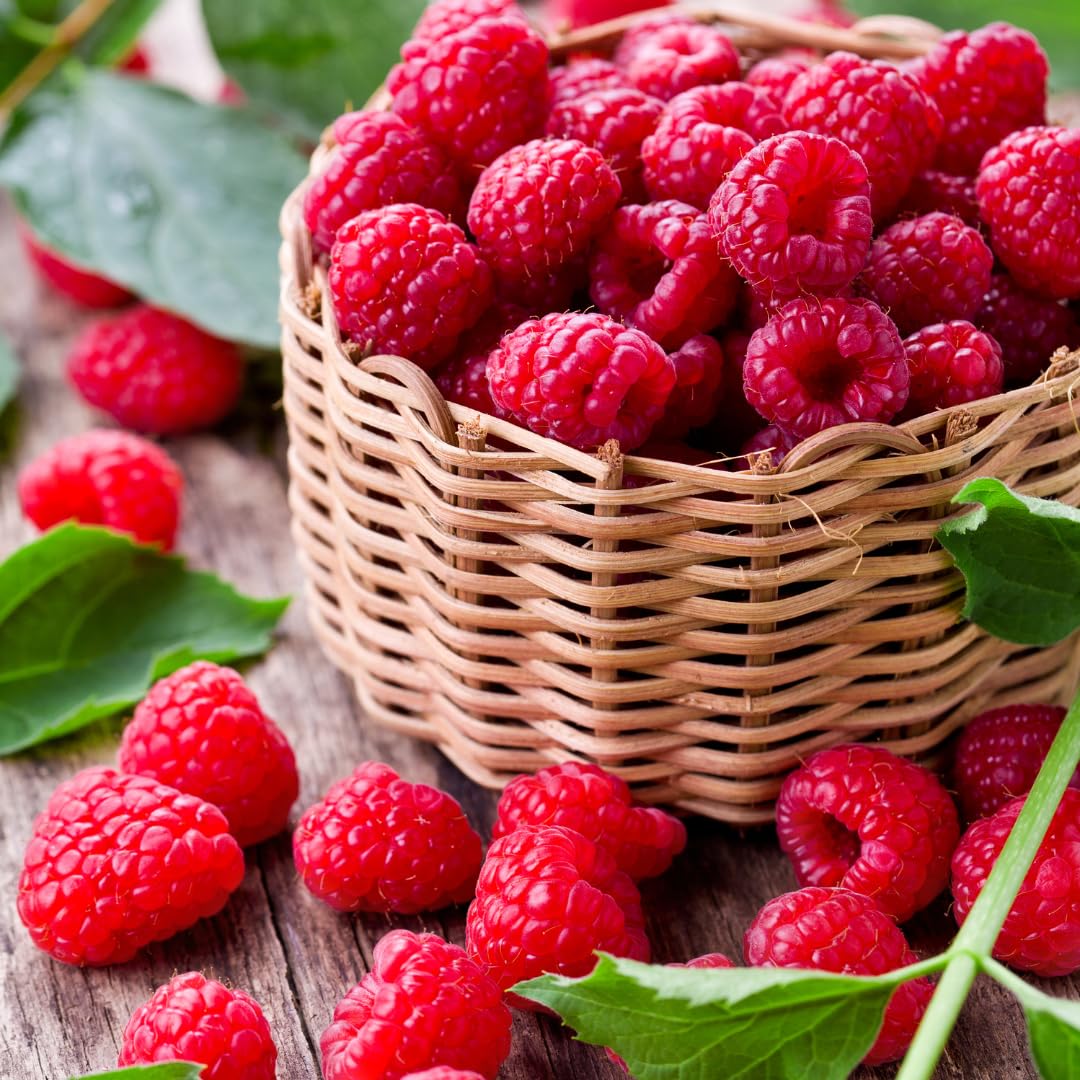 Set of 2 Raspberry Plants Live, Raspberry Bushes, Raspberries Plant, 4 to 6 Inch in Tall for Growing (Caroline Red Raspberry)