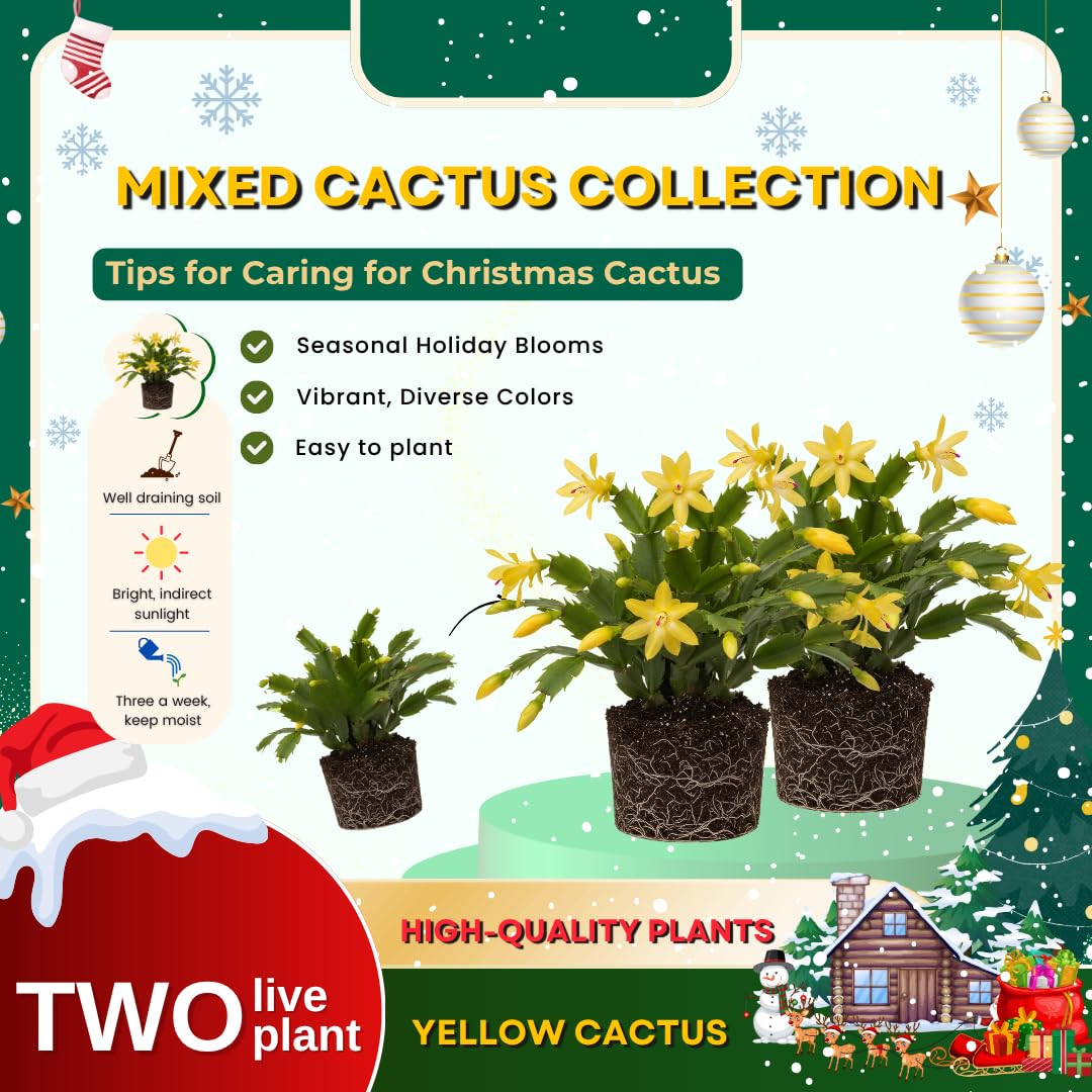 2 Christmas Cactus Plants Live, Holiday Blooming Indoor Plants Live Houseplants, Hanging Baskets Easy Care, Well-Rooted 5-8" Tall, No Pot, Bareroots, Single Stems (Yellow Christmas Cactus)
