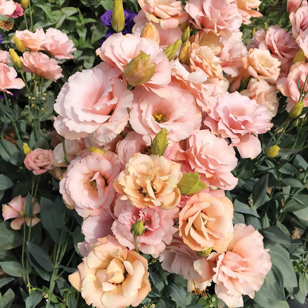 Creamy White Eustoma Lisianthus Plants Live Plug Size, Well-Rooted 3-5" in Tall, Texas Bluebell, Thornless Love Rose Plant, Summer Fall Bloom