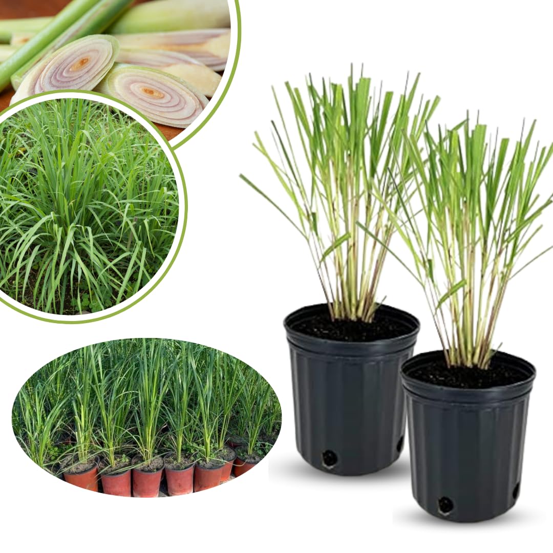 4 Live Lemongrass Plants Stalks, Lemon Grass Plants Well-Rooted, Lemongrass Live Plant Outdoor, No Pot