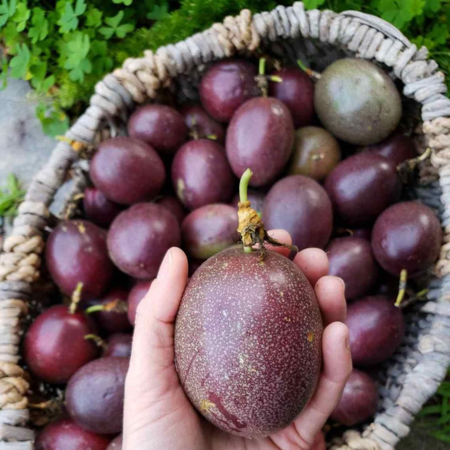 Purple Passion Fruit Plant Live, Passionfruit Vine Plant, Perennial Fruit Vine, 4-7 Inc, Outdoor Planting