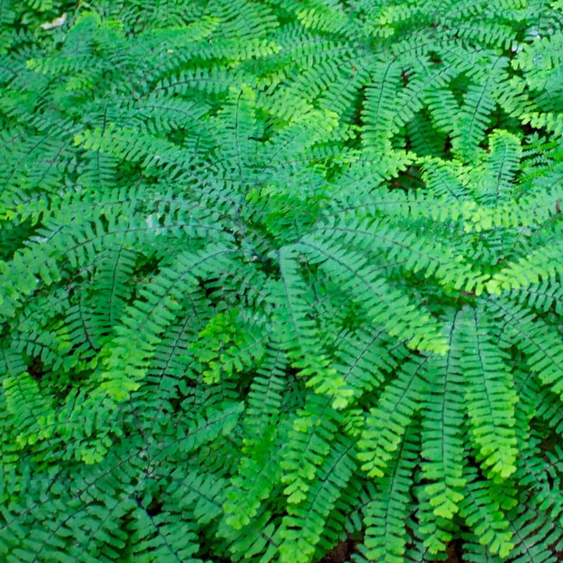 5 Maidenhair Ferns Live Plants Rhizomes, Ferns Live Plants Outdoors Indoors, Pack 5 Bare Roots